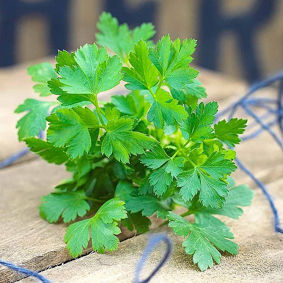 Parsley (Flat leaved)